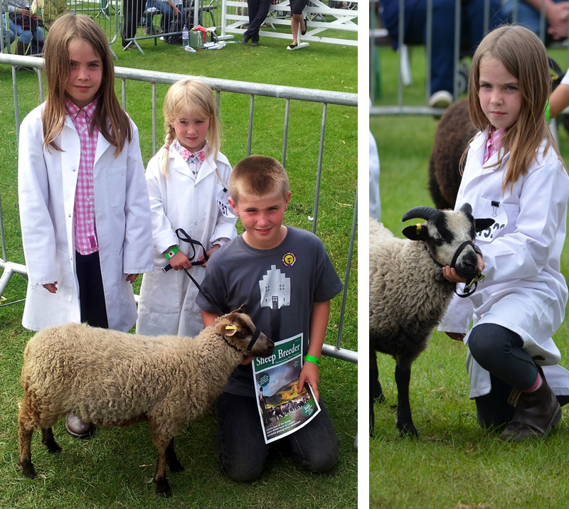 Shetland Classes at the Great Yorkshire Show